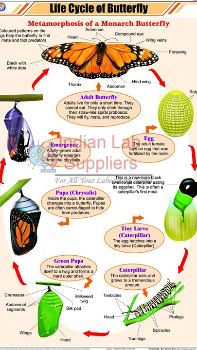 Life History of Butterfly Chart